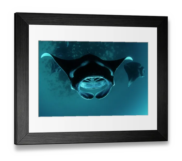 Framed Print : Group of Reef manta rays (Manta alfredi) filter feeding on plankton, Hanifaru Lagoon, Baa Atoll, Maldives, Indian Ocean Framed Print : Group of Reef manta rays (Manta alfredi) filter feeding on plankton, Hanifaru Lagoon, Baa Atoll, Maldives, Indian Ocean