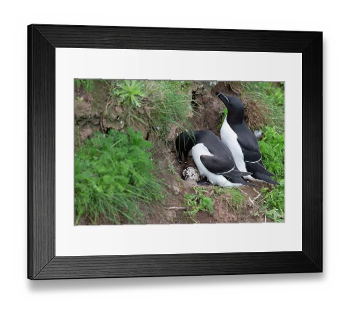 Framed Print : Razorbills (Alca torda) pair in summer plumage, on nest with egg, Bempton Cliffs, Yorkshire, England, UK. June Framed Print : Razorbills (Alca torda) pair in summer plumage, on nest with egg, Bempton Cliffs, Yorkshire, England, UK. June