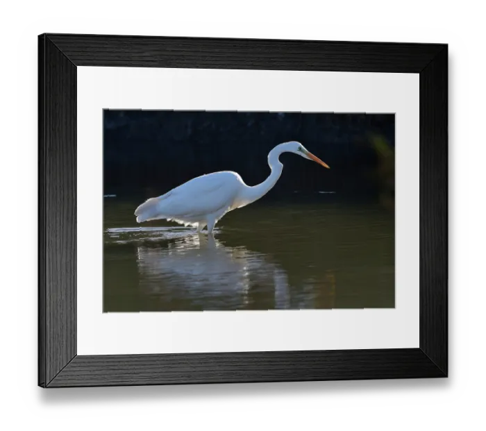 Framed Print : RF - Great egret (Ardea alba) fishing at water's edge, Vendee, France. January. (This image may be licensed either as rights managed or royalty free.) Framed Print : RF - Great egret (Ardea alba) fishing at water's edge, Vendee, France. January. (This image may be licensed either as rights managed or royalty free.)