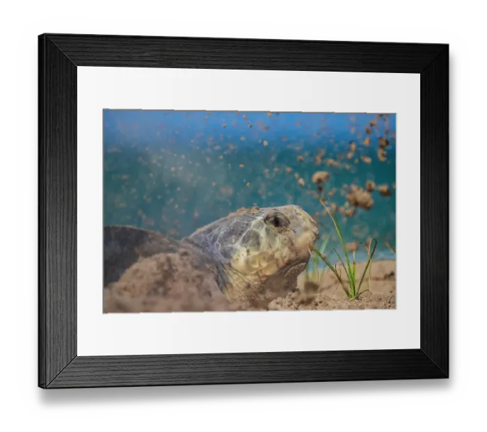 Framed Print : Kemp's ridley turtle (Lepidochelys kempii) female, digging nest cavity on beach, Rancho Nuevo Sea Turtle Sanctuary, Tamaulipas, Mexico. Critically endangered Framed Print : Kemp's ridley turtle (Lepidochelys kempii) female, digging nest cavity on beach, Rancho Nuevo Sea Turtle Sanctuary, Tamaulipas, Mexico. Critically endangered