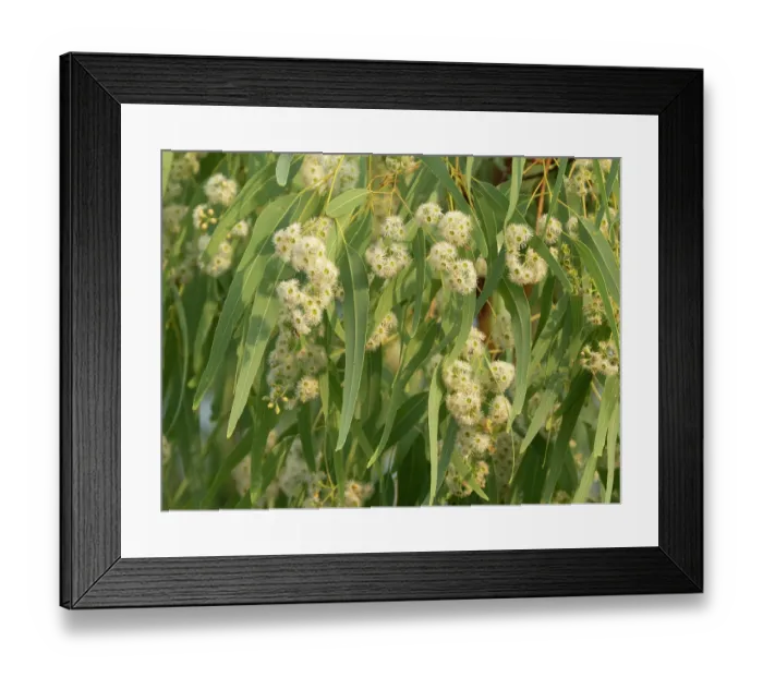 Framed Print : Weeping box (Eucalyptus patellaris) tree in full flower, Adelaide River Hills, Northern Territory, Australia Framed Print : Weeping box (Eucalyptus patellaris) tree in full flower, Adelaide River Hills, Northern Territory, Australia