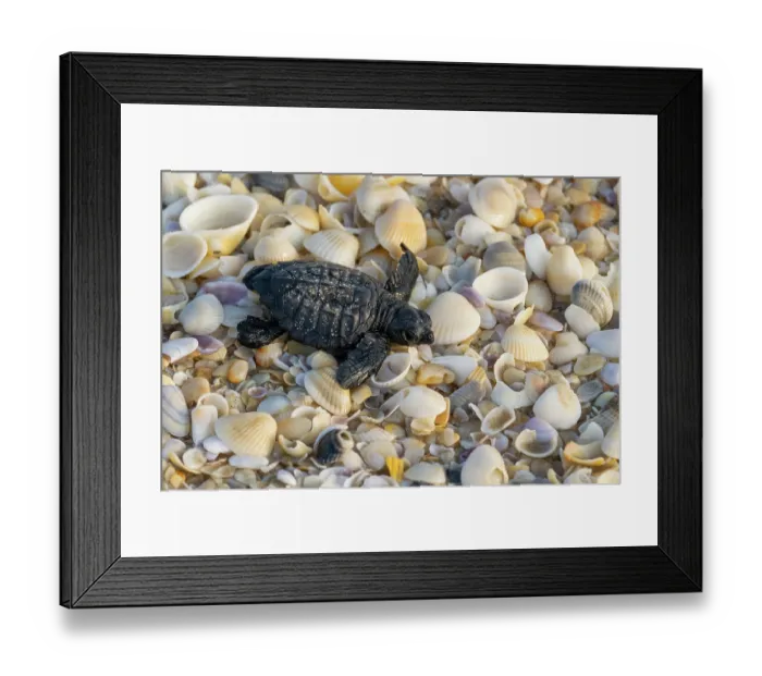 Framed Print : Kemp's ridley turtle (Lepidochelys kempii) hatchling making its way to the sea, Rancho Nuevo Sea Turtle Sanctuary, Tamaulipas, Mexico. Critically endangered Framed Print : Kemp's ridley turtle (Lepidochelys kempii) hatchling making its way to the sea, Rancho Nuevo Sea Turtle Sanctuary, Tamaulipas, Mexico. Critically endangered