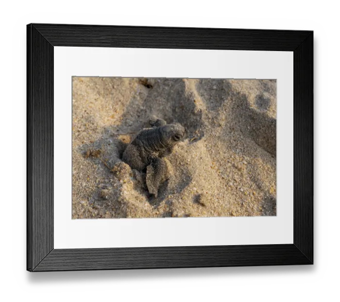 Framed Print : Kemp's ridley turtle (Lepidochelys kempii) hatchling emerging from nest on beach, Rancho Nuevo Sea Turtle Sanctuary, Tamaulipas, Mexico. Critically endangered
