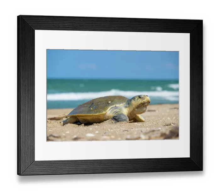 Framed Print : Kemp's ridley turtle (Lepidochelys kempii) female, coming ashore to nest, Rancho Nuevo Sea Turtle Sanctuary, Tamaulipas, Mexico. Critically endangered Framed Print : Kemp's ridley turtle (Lepidochelys kempii) female, coming ashore to nest, Rancho Nuevo Sea Turtle Sanctuary, Tamaulipas, Mexico. Critically endangered