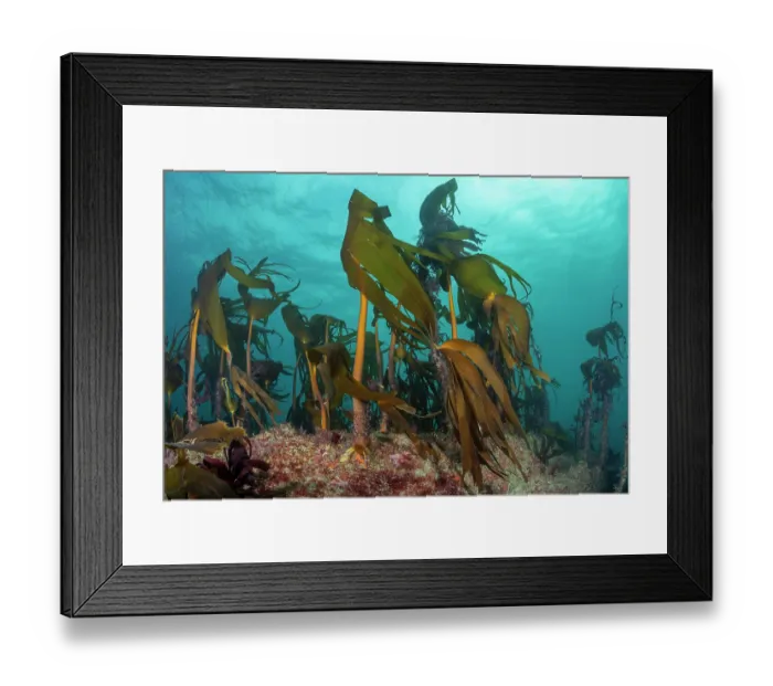 Framed Print : Kelp (Laminaria hyperborea) forest, Lizard Peninsula, Cornwall, UK, English Channel