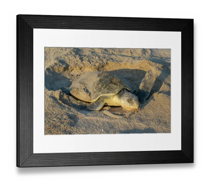 Framed Print : Kemp's ridley turtle (Lepidochelys kempii) female, digging nest cavity on beach, Rancho Nuevo Sea Turtle Sanctuary, Tamaulipas, Mexico. Critically endangered Framed Print : Kemp's ridley turtle (Lepidochelys kempii) female, digging nest cavity on beach, Rancho Nuevo Sea Turtle Sanctuary, Tamaulipas, Mexico. Critically endangered