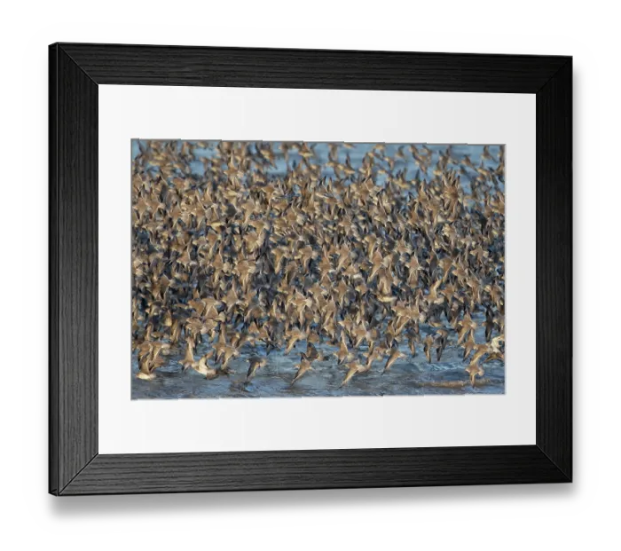 Framed Print : RF - Knot (Calidris canutus) flock in flight over water along the coast, Norfolk, England, UK.February. (This image may be licensed either as rights managed or royalty free.)