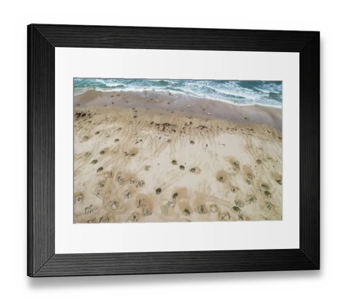 Framed Print : Aerial view of group of Kemp's ridley turtles (Lepidochelys kempii) female, coming ashore in brief daytime arribada, a mass synchronised sea turtle nesting phenomenon Framed Print : Aerial view of group of Kemp's ridley turtles (Lepidochelys kempii) female, coming ashore in brief daytime arribada, a mass synchronised sea turtle nesting phenomenon