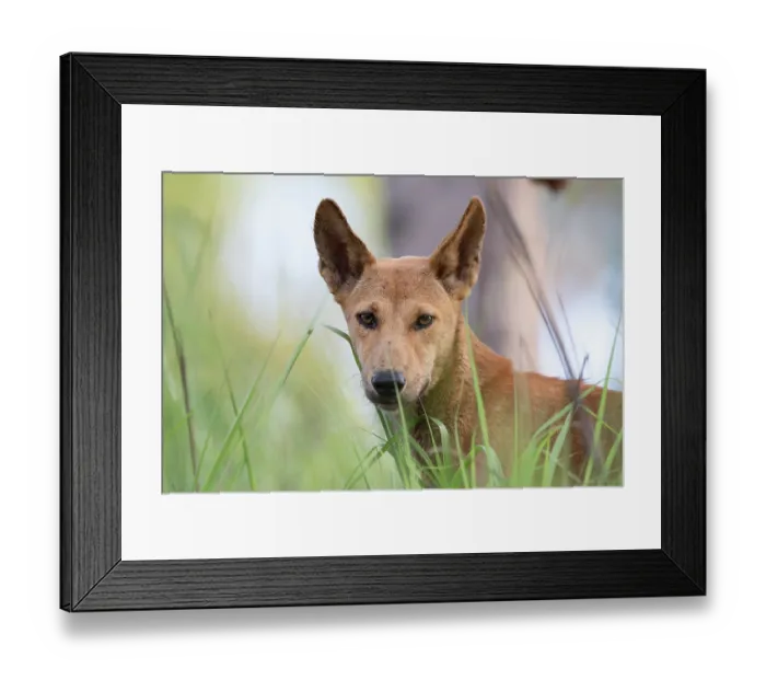 Framed Print : Dingo (Canis lupus dingo) female standing in savannah woodland, Adelaide River Hills, Northern Territory, Australia Framed Print : Dingo (Canis lupus dingo) female standing in savannah woodland, Adelaide River Hills, Northern Territory, Australia