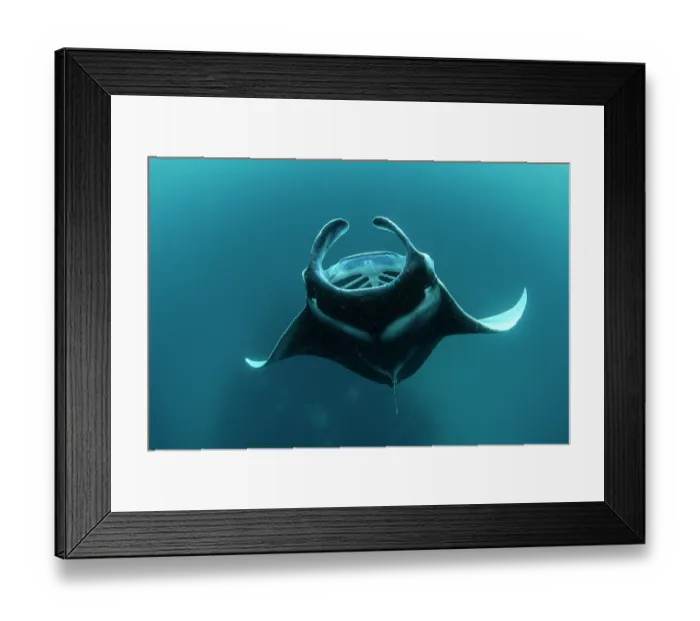 Framed Print : Reef manta ray (Manta alfredi) performing a barrel roll while filter feeding on plankton, Hanifaru Lagoon, Baa Atoll, Maldives, Indian Ocean Framed Print : Reef manta ray (Manta alfredi) performing a barrel roll while filter feeding on plankton, Hanifaru Lagoon, Baa Atoll, Maldives, Indian Ocean