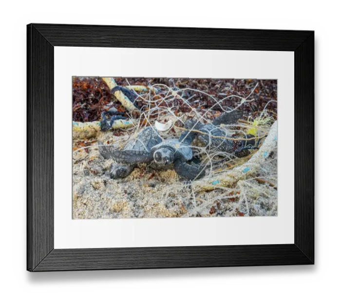 Framed Print : Kemp's ridley turtle (Lepidochelys kempii) hatchlings entangled in discarded fishing net on beach, Rancho Nuevo Sea Turtle Sanctuary, Tamaulipas, Mexico. Critically endangered Framed Print : Kemp's ridley turtle (Lepidochelys kempii) hatchlings entangled in discarded fishing net on beach, Rancho Nuevo Sea Turtle Sanctuary, Tamaulipas, Mexico. Critically endangered