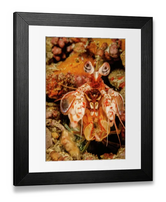 Framed Print : Shortnose mantis shrimp (Odontodactylus brevirostris) portrait, Hawaii, Pacific Ocean Framed Print : Shortnose mantis shrimp (Odontodactylus brevirostris) portrait, Hawaii, Pacific Ocean
