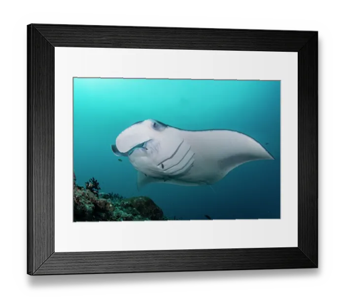 Framed Print : RF - Reef manta ray (Manta alfredi) on a cleaning station on a coral reef, Baa Atoll, Maldives, Indian Ocean Framed Print : RF - Reef manta ray (Manta alfredi) on a cleaning station on a coral reef, Baa Atoll, Maldives, Indian Ocean