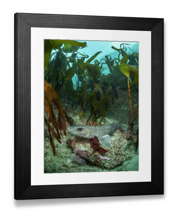Framed Print : Small-spotted catshark (Scyliorhinus canicula) resting on a rocky reef beneath the protection of a Kelp forest (Laminaria Hyperborea), Lizard Peninsula, Cornwall, UK Framed Print : Small-spotted catshark (Scyliorhinus canicula) resting on a rocky reef beneath the protection of a Kelp forest (Laminaria Hyperborea), Lizard Peninsula, Cornwall, UK
