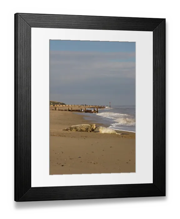 Framed Print : Grey seal (Halichoerus grypus) with pup resting on beach, Norfolk England, UK. December Framed Print : Grey seal (Halichoerus grypus) with pup resting on beach, Norfolk England, UK. December