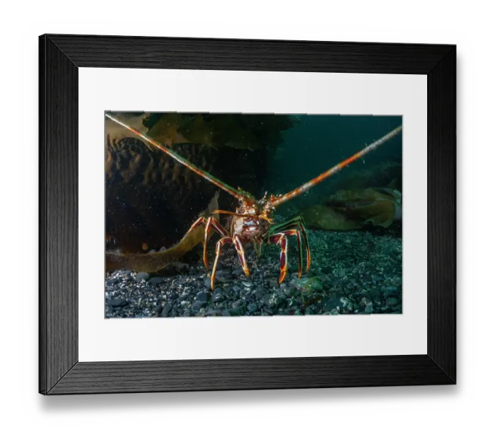 Framed Print : European spiny lobster (Palinurus elephas) on the seabed, portrait, Lizard Peninsula, Cornwall, UK, English Channel