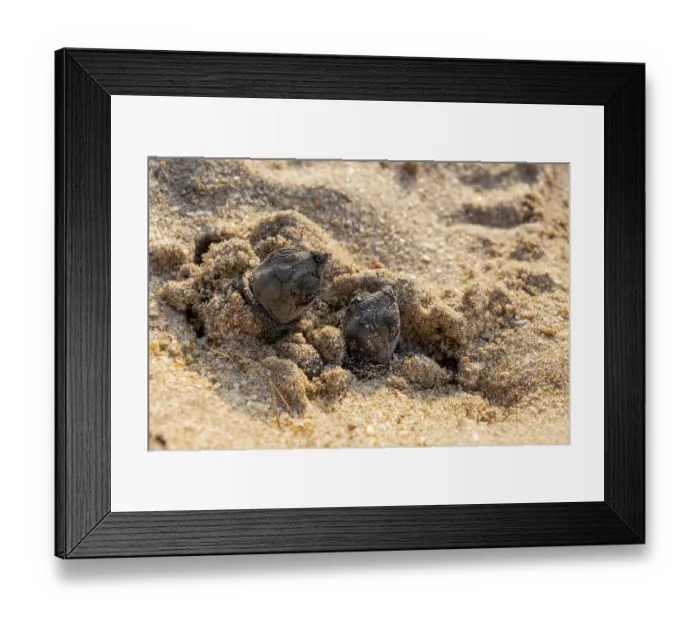 Framed Print : Two Kemp's ridley turtle (Lepidochelys kempii) hatchlings emerging from nest on beach, Rancho Nuevo Sea Turtle Sanctuary, Tamaulipas, Mexico. Critically endangered Framed Print : Two Kemp's ridley turtle (Lepidochelys kempii) hatchlings emerging from nest on beach, Rancho Nuevo Sea Turtle Sanctuary, Tamaulipas, Mexico. Critically endangered