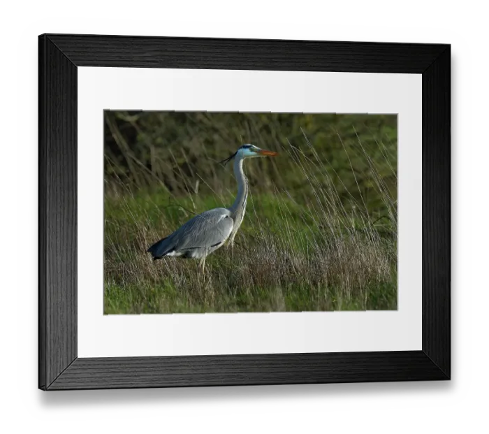 Framed Print : Grey heron (Ardea cinerea) standing in tall grass, Marais de Vendee, France. January Framed Print : Grey heron (Ardea cinerea) standing in tall grass, Marais de Vendee, France. January