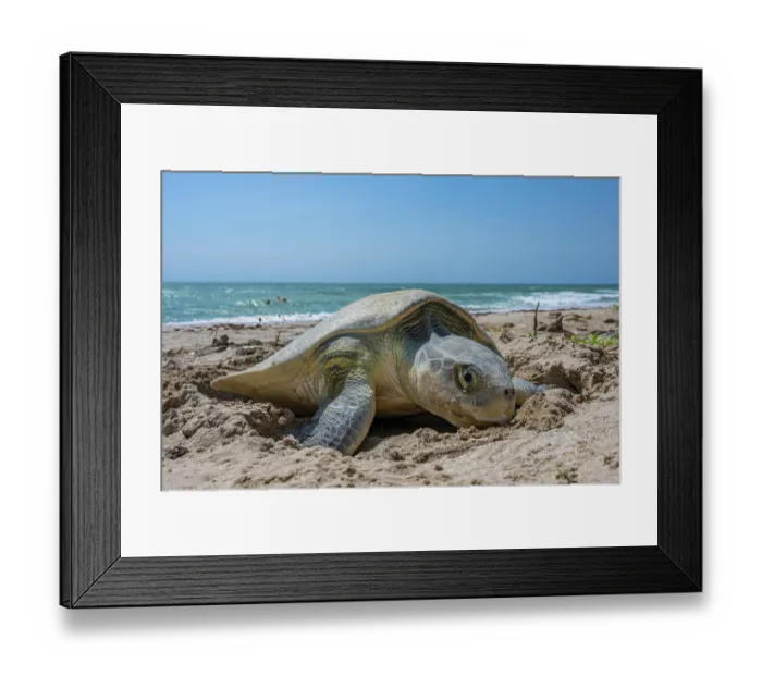 Framed Print : Kemp's ridley turtle (Lepidochelys kempii) female, digging nest cavity on beach, Rancho Nuevo Sea Turtle Sanctuary, Tamaulipas, Mexico. Critically endangered Framed Print : Kemp's ridley turtle (Lepidochelys kempii) female, digging nest cavity on beach, Rancho Nuevo Sea Turtle Sanctuary, Tamaulipas, Mexico. Critically endangered