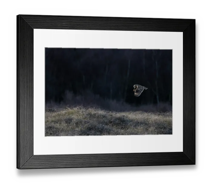 Framed Print : Short-eared owl (Asio flammeus) in flight, Winterton, Norfolk, England, UK. January Framed Print : Short-eared owl (Asio flammeus) in flight, Winterton, Norfolk, England, UK. January