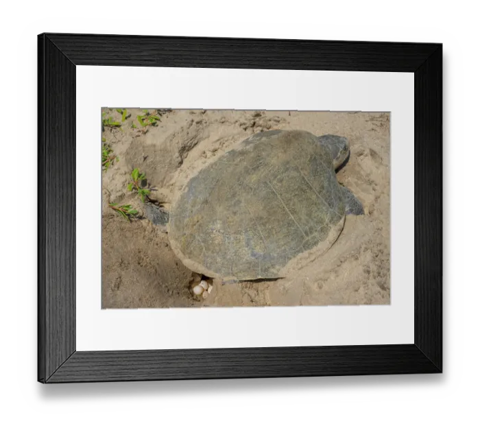 Framed Print : Kemp's ridley turtle (Lepidochelys kempii) female, laying eggs during daytime on beach, Rancho Nuevo Sea Turtle Sanctuary, Tamaulipas, Mexico. Critically endangered Framed Print : Kemp's ridley turtle (Lepidochelys kempii) female, laying eggs during daytime on beach, Rancho Nuevo Sea Turtle Sanctuary, Tamaulipas, Mexico. Critically endangered
