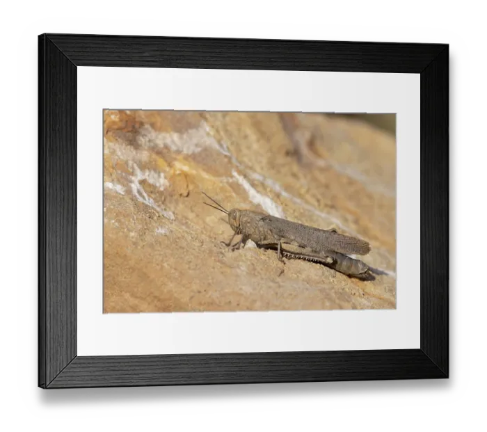 Framed Print : Egyptian grasshopper (Anacridium aegyptium) resting on stone, Pyrenees, Spain. August Framed Print : Egyptian grasshopper (Anacridium aegyptium) resting on stone, Pyrenees, Spain. August