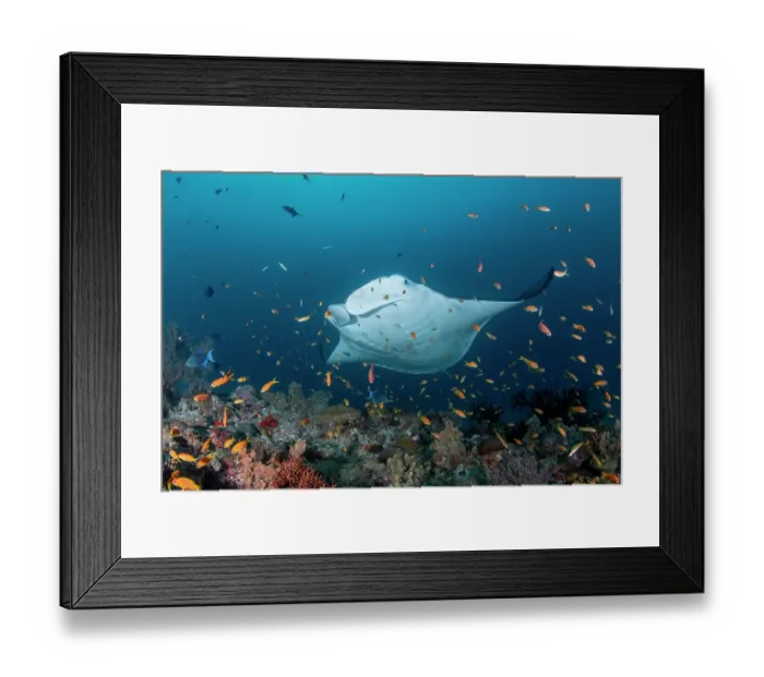 Framed Print : RF - Reef manta ray (Manta alfredi) surrounded by reef fish on a cleaning station, Baa Atoll, Maldives, Indian Ocean Framed Print : RF - Reef manta ray (Manta alfredi) surrounded by reef fish on a cleaning station, Baa Atoll, Maldives, Indian Ocean