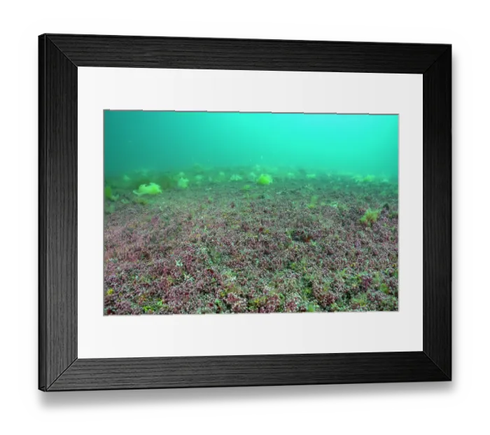 Framed Print : Mearl (Phymatolithon calcareum) bed, Falmouth Bay, Cornwall, UK, English Channel Framed Print : Mearl (Phymatolithon calcareum) bed, Falmouth Bay, Cornwall, UK, English Channel