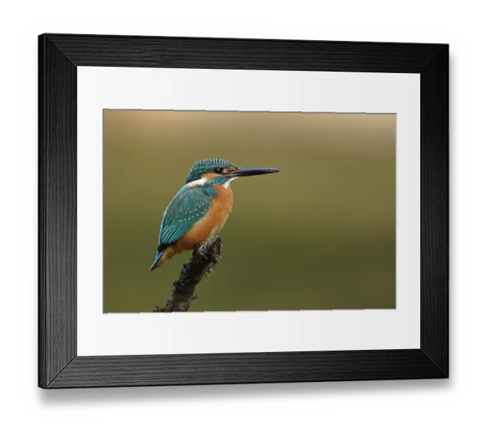 Framed Print : RF - Common kingfisher (Alcedo atthis) portrait, Khao Yai National Park, Thailand. (This image may be licensed either as rights managed or royalty free.) Framed Print : RF - Common kingfisher (Alcedo atthis) portrait, Khao Yai National Park, Thailand. (This image may be licensed either as rights managed or royalty free.)