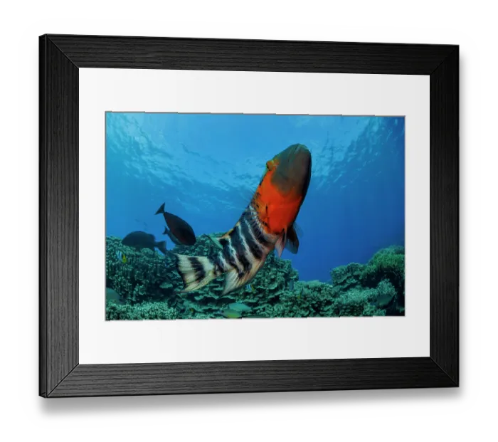 Framed Print : Red-breasted wrasse (Cheilinus fasciatus) swimming over coral reef, Guam, Federated States of Micronesia, Pacific Ocean Framed Print : Red-breasted wrasse (Cheilinus fasciatus) swimming over coral reef, Guam, Federated States of Micronesia, Pacific Ocean