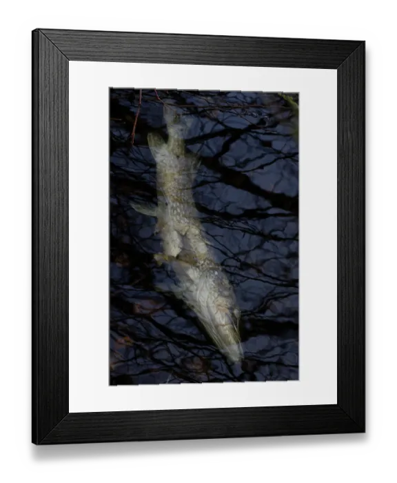 Framed Print : Dead Pike (Esox lucius) floating in water, Whitlingham Country Park, Norwich, Norfolk, England, UK. January Framed Print : Dead Pike (Esox lucius) floating in water, Whitlingham Country Park, Norwich, Norfolk, England, UK. January