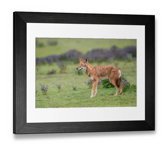 Framed Print : RF - Ethiopian wolf (Canis simensis) standing in grassland, Bale Mountains National Park, Ethiopia. Endangered Framed Print : RF - Ethiopian wolf (Canis simensis) standing in grassland, Bale Mountains National Park, Ethiopia. Endangered