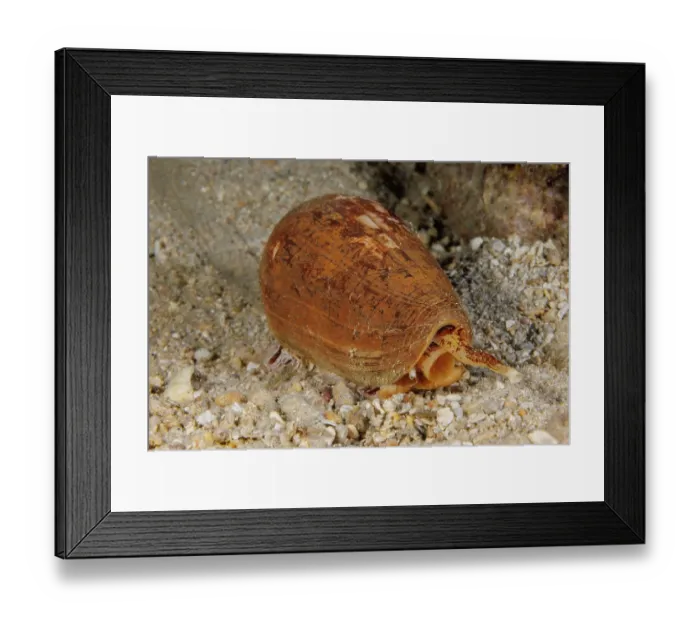Framed Print : Striated cone (Conus striatus) resting on seabed, Guam, Federated States of Micronesia, Pacific Ocean Framed Print : Striated cone (Conus striatus) resting on seabed, Guam, Federated States of Micronesia, Pacific Ocean