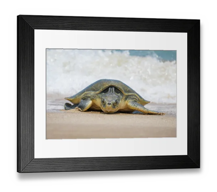 Framed Print : Kemp's ridley turtle (Lepidochelys kempii) female, coming ashore to nest, Rancho Nuevo Sea Turtle Sanctuary, Tamaulipas, Mexico. Critically endangered Framed Print : Kemp's ridley turtle (Lepidochelys kempii) female, coming ashore to nest, Rancho Nuevo Sea Turtle Sanctuary, Tamaulipas, Mexico. Critically endangered