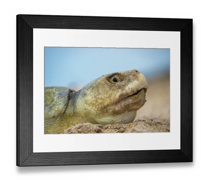 Framed Print : Kemp's ridley turtle (Lepidochelys kempii) female, coming ashore to nest, Rancho Nuevo Sea Turtle Sanctuary, Tamaulipas, Mexico. Critically endangered Framed Print : Kemp's ridley turtle (Lepidochelys kempii) female, coming ashore to nest, Rancho Nuevo Sea Turtle Sanctuary, Tamaulipas, Mexico. Critically endangered