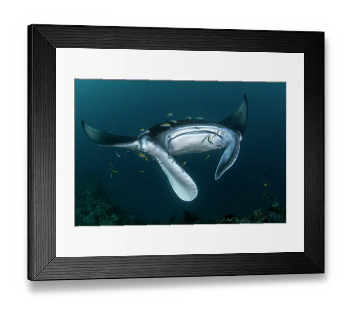 Framed Print : Reef manta ray (Manta alfredi) surrounded by reef fish on a cleaning station. Baa Atoll, Maldives, Indian Ocean Framed Print : Reef manta ray (Manta alfredi) surrounded by reef fish on a cleaning station. Baa Atoll, Maldives, Indian Ocean
