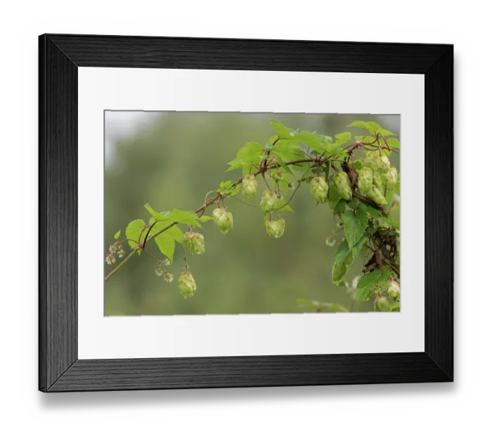 Framed Print : Common hop plant (Humulus lupulus) in flower, Norfolk, England, UK. August Framed Print : Common hop plant (Humulus lupulus) in flower, Norfolk, England, UK. August