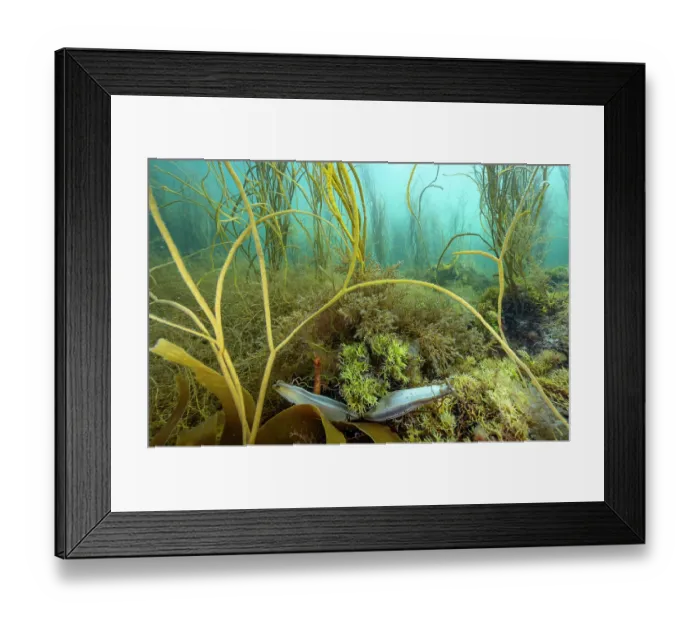 Framed Print : Spotted catshark (Scyliorhinus canicula) eggs attached to seaweed, Wireweed (Sargassum Muticum) and Thong weed (Himanthalia elongata), Marazion, Cornwall, UK, English Channel Framed Print : Spotted catshark (Scyliorhinus canicula) eggs attached to seaweed, Wireweed (Sargassum Muticum) and Thong weed (Himanthalia elongata), Marazion, Cornwall, UK, English Channel