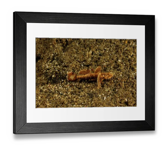 Framed Print : Hasselt's goby (Callogobius hasseltii) portrait, Guam, Federated States of Micronesia, Pacific Ocean Framed Print : Hasselt's goby (Callogobius hasseltii) portrait, Guam, Federated States of Micronesia, Pacific Ocean
