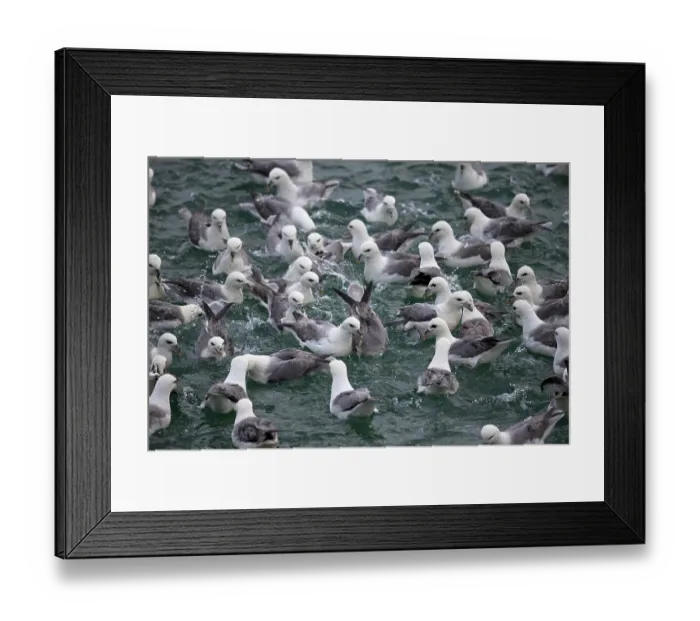 Framed Print : RF - Fulmar (Fulmarus glacialis) flock feeding on sea surface, Iceland. June. (This image may be licensed either as rights managed or royalty free.) Framed Print : RF - Fulmar (Fulmarus glacialis) flock feeding on sea surface, Iceland. June. (This image may be licensed either as rights managed or royalty free.)