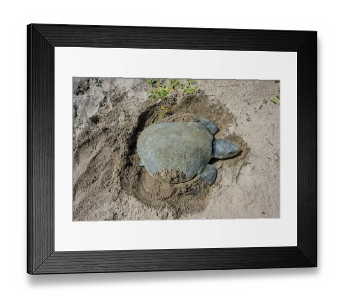 Framed Print : Kemp's ridley turtle (Lepidochelys kempii) female, covering eggs with sand after nesting, Rancho Nuevo Sea Turtle Sanctuary, Tamaulipas, Mexico. Critically endangered Framed Print : Kemp's ridley turtle (Lepidochelys kempii) female, covering eggs with sand after nesting, Rancho Nuevo Sea Turtle Sanctuary, Tamaulipas, Mexico. Critically endangered