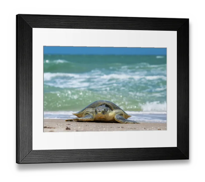 Framed Print : Kemp's ridley turtle (Lepidochelys kempii) female, coming ashore to nest, Rancho Nuevo Sea Turtle Sanctuary, Tamaulipas, Mexico. Critically endangered Framed Print : Kemp's ridley turtle (Lepidochelys kempii) female, coming ashore to nest, Rancho Nuevo Sea Turtle Sanctuary, Tamaulipas, Mexico. Critically endangered
