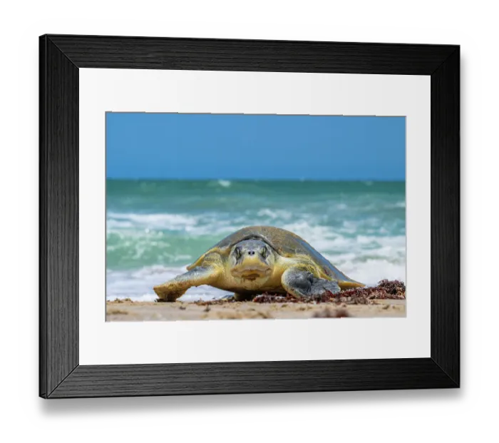 Framed Print : Kemp's ridley turtle (Lepidochelys kempii) female, coming ashore to nest, Rancho Nuevo Sea Turtle Sanctuary, Tamaulipas, Mexico. Critically endangered Framed Print : Kemp's ridley turtle (Lepidochelys kempii) female, coming ashore to nest, Rancho Nuevo Sea Turtle Sanctuary, Tamaulipas, Mexico. Critically endangered