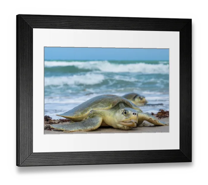 Framed Print : Kemp's ridley turtles (Lepidochelys kempii) female, coming ashore to nest, Rancho Nuevo Sea Turtle Sanctuary, Tamaulipas, Mexico. Critically endangered Framed Print : Kemp's ridley turtles (Lepidochelys kempii) female, coming ashore to nest, Rancho Nuevo Sea Turtle Sanctuary, Tamaulipas, Mexico. Critically endangered