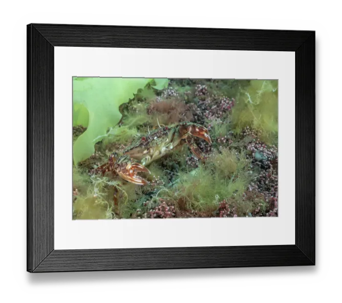 Framed Print : Velvet swimmer crab (Necora puber) in defensive posture on Mearl (Phymatolithon calcareum) bed, Falmouth Bay, Cornwall, UK, English Channel Framed Print : Velvet swimmer crab (Necora puber) in defensive posture on Mearl (Phymatolithon calcareum) bed, Falmouth Bay, Cornwall, UK, English Channel