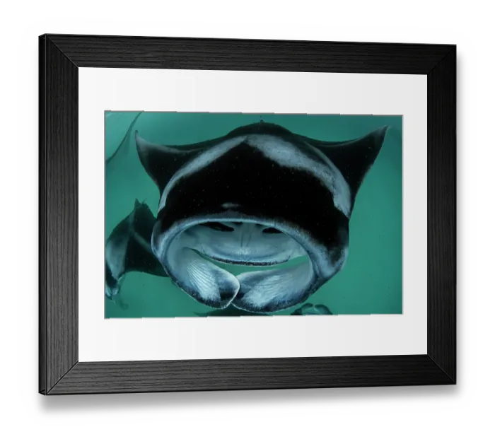 Framed Print : Group of Reef manta rays (Manta alfredi) filter feeding on plankton, Hanifaru Lagoon, Baa Atoll, Maldives, Indian Ocean Framed Print : Group of Reef manta rays (Manta alfredi) filter feeding on plankton, Hanifaru Lagoon, Baa Atoll, Maldives, Indian Ocean