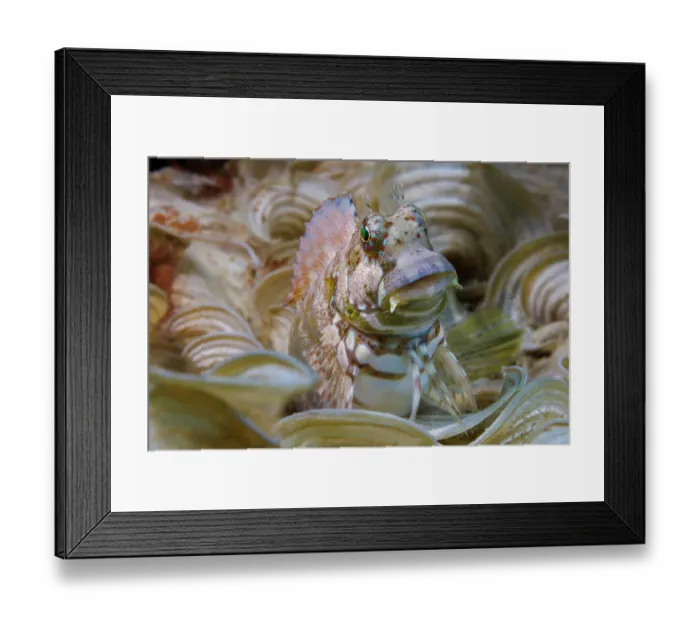 Framed Print : Jewelled blenny (Salarias fasciatus) portrait, Guam, Federated States of Micronesia, Pacific Ocean Framed Print : Jewelled blenny (Salarias fasciatus) portrait, Guam, Federated States of Micronesia, Pacific Ocean