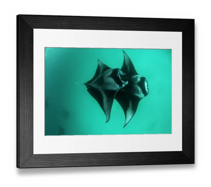 Framed Print : Two Reef manta rays (Manta alfredi) chain-feeding on plankton, Hanifaru Lagoon, Baa Atoll, Maldives, Indian Ocean Framed Print : Two Reef manta rays (Manta alfredi) chain-feeding on plankton, Hanifaru Lagoon, Baa Atoll, Maldives, Indian Ocean