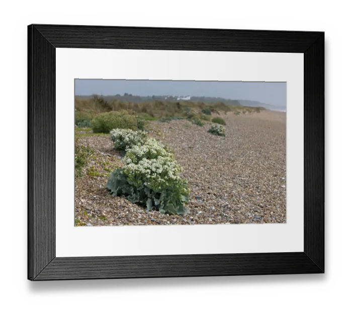 Framed Print : Sea kale (Crambe maritima) in flower along shingle beach, Suffolk, England, UK. June Framed Print : Sea kale (Crambe maritima) in flower along shingle beach, Suffolk, England, UK. June