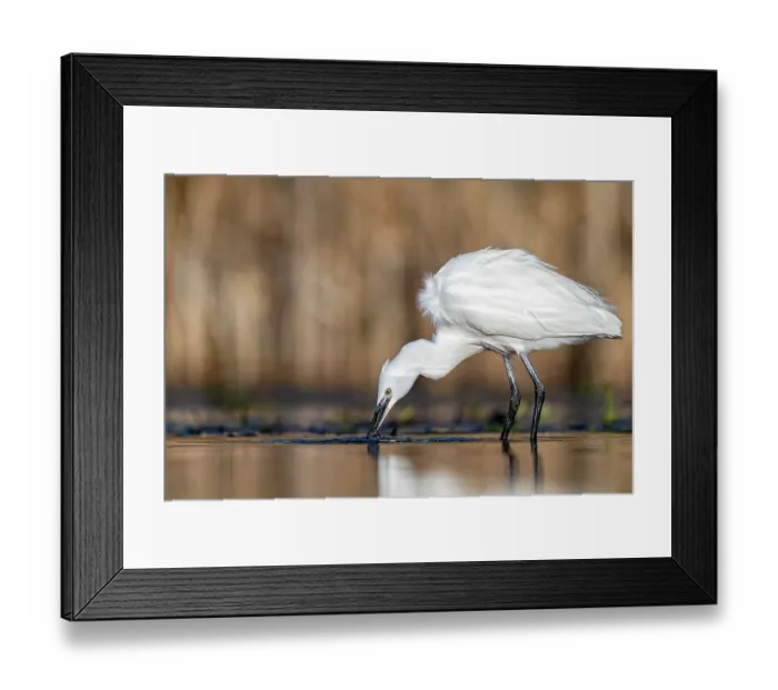 Framed Print : Little egret (Egretta garzetta) fishing in shallow water, near Bourne, Lincolnshire, England, UK. January Framed Print : Little egret (Egretta garzetta) fishing in shallow water, near Bourne, Lincolnshire, England, UK. January